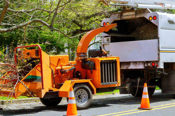 Reliable Cambridge, MN Tree Removal and Landscaping Services Solutions